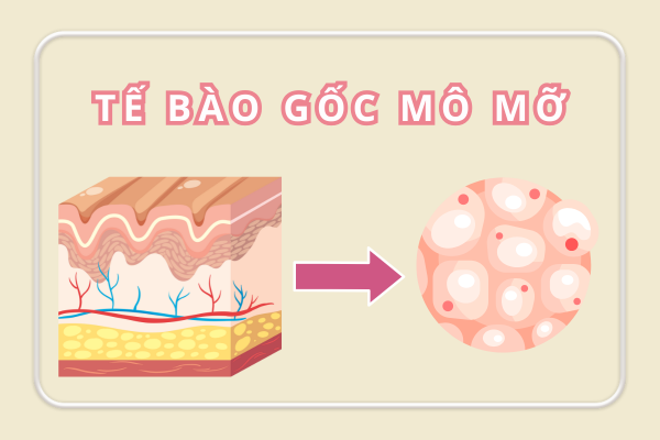 Tế bào gốc mô mỡ là gì?