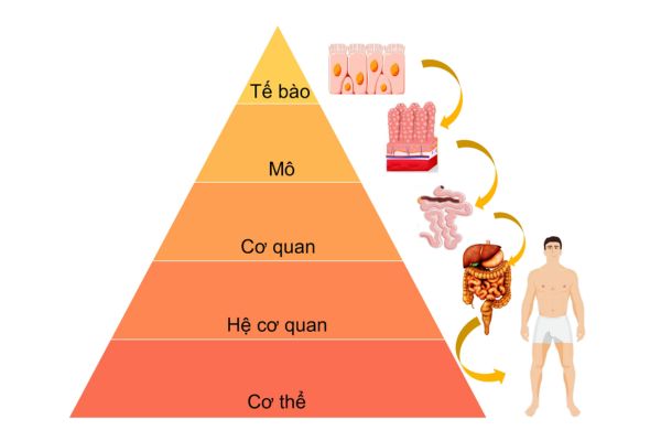 Tế bào cấu tạo nên cơ thể con người