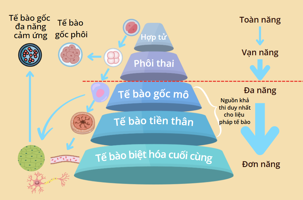 Tế bào gốc đơn năng 